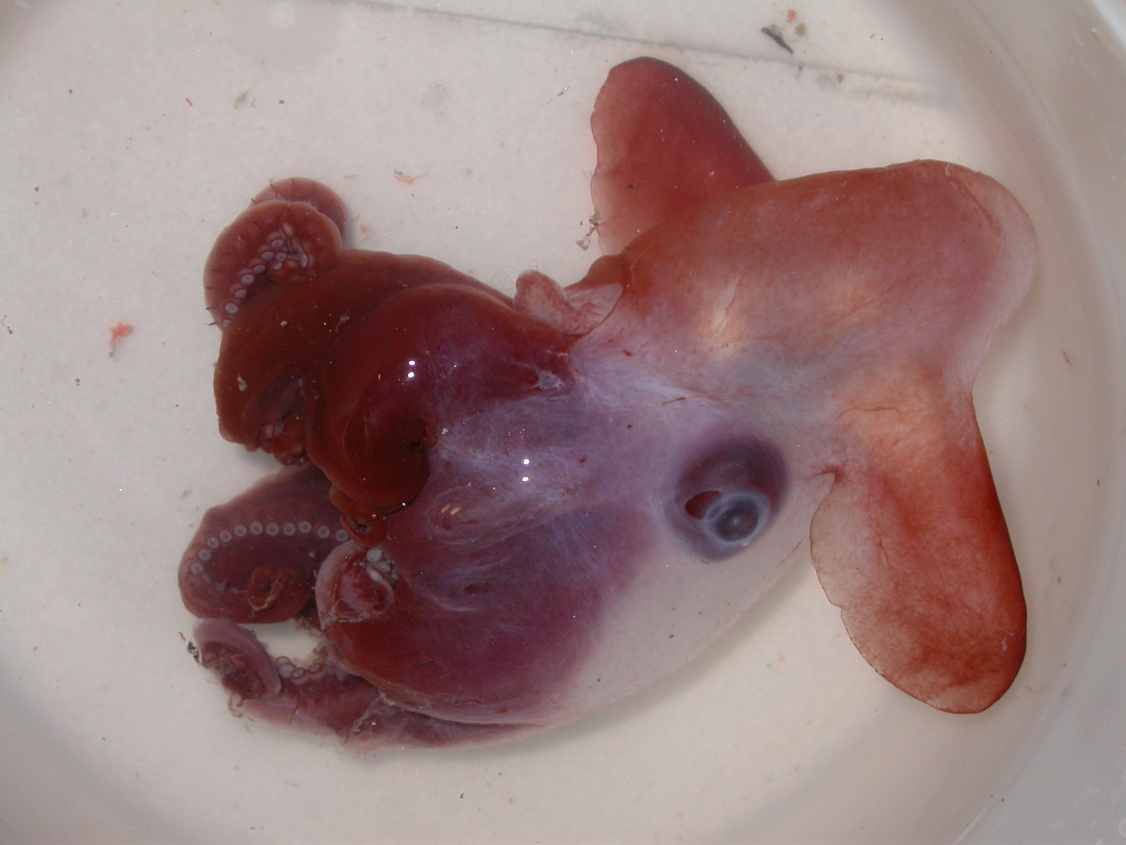 Dumbo bläckfisk Dumbo bläckfisk